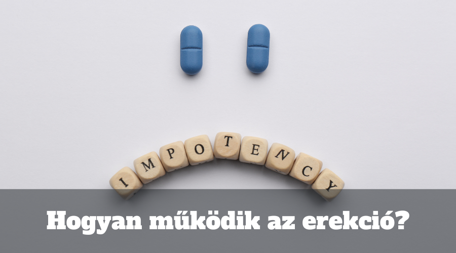 Hogyan működik az erekció?